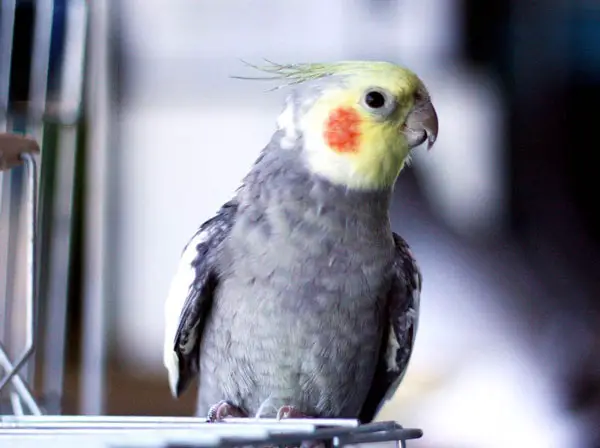 How Long Does It Take To Make Two Cockatiels Get Along