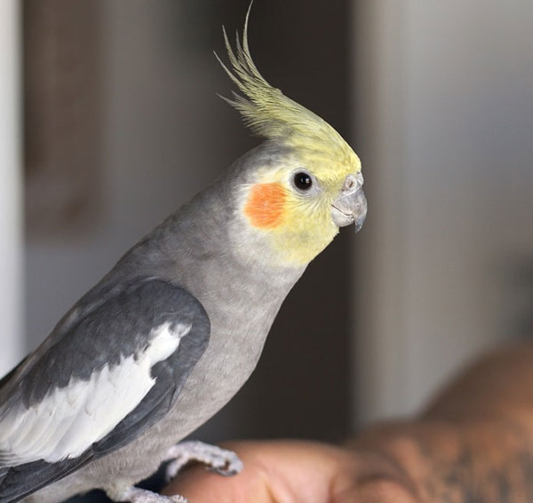 How Long Does It Take for My Cockatiel to Trust Me
