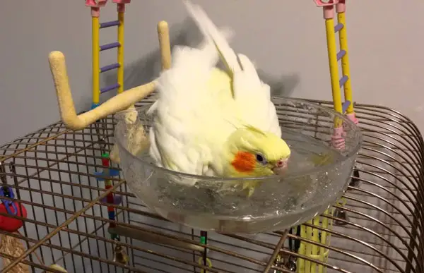 How to Bathe a Cockatiel