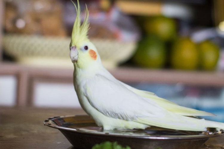 How To Bathe A Cockatiel