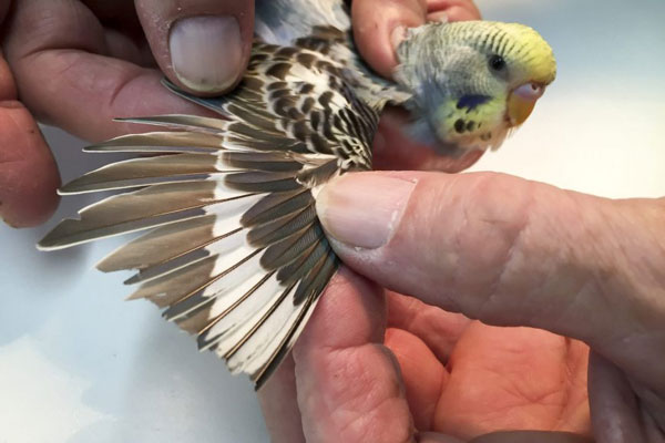 How To Clip Cockatiel's Wings At Home
