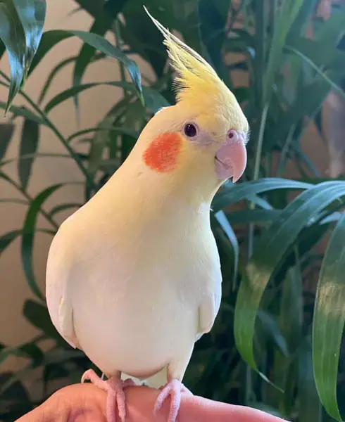 How To Make Depressed and Sad Cockatiel Happy