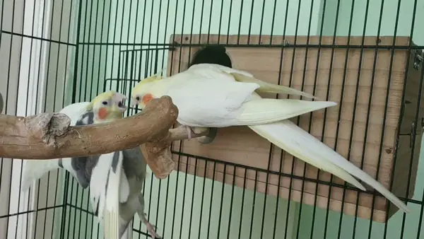 How To Prevent Cockatiels From Attacking Each Other