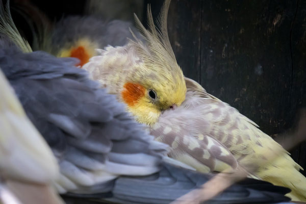 How can you tell a cockatiel is about to die