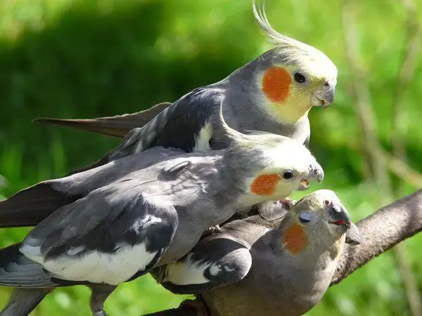 How long do wild cockatiels live