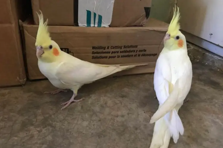 How to Calm and Tame a Scared Cockatiel in 1 Day