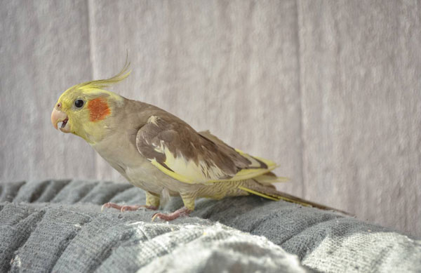 How to Calm and Tame a Scared Cockatiel in 1 Day