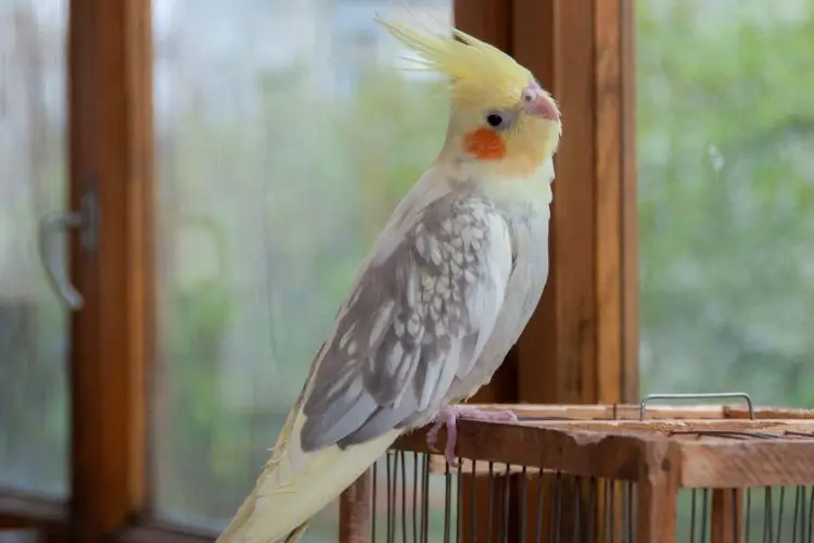 How to Comfort a Dying Cockatiel