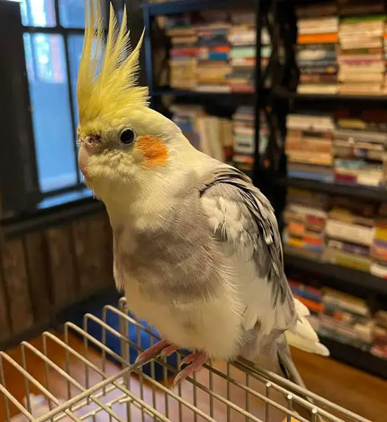 How to Identify an Old Cockatiel