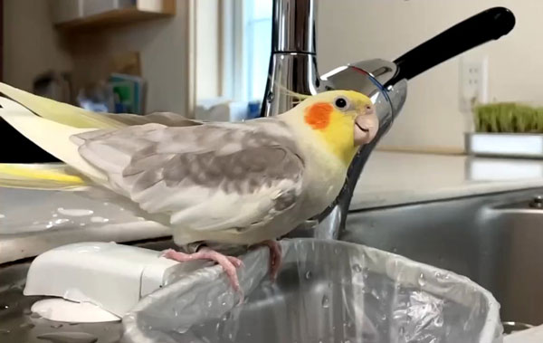 Hydrophobia Among Cockatiels