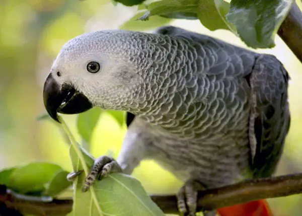 Identification of African Grey