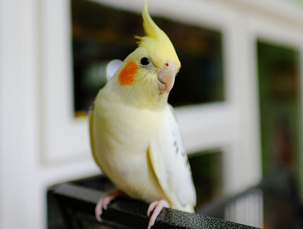 Identification of Cockatiel 