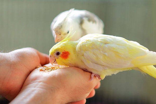 Is It A Good Idea To Have A Cockatiel