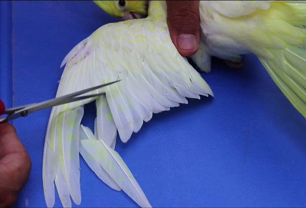 Is It Cruel To Clip A Cockatiels Wings