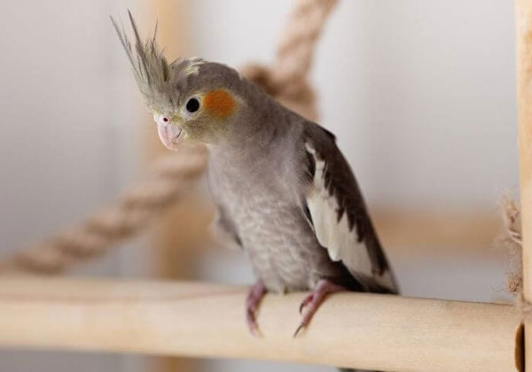 Is It Painful For The Cockatiels To Molt