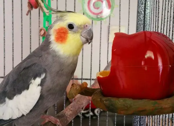 Is My Cockatiel Vomiting or Regurgitating