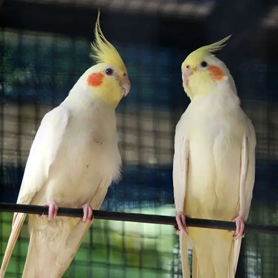 Lutino Cockatiel