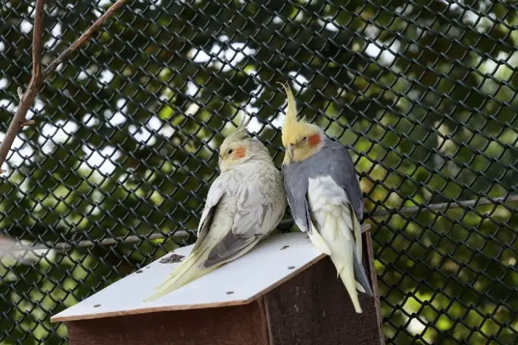 Male Vs Female Cockatiel