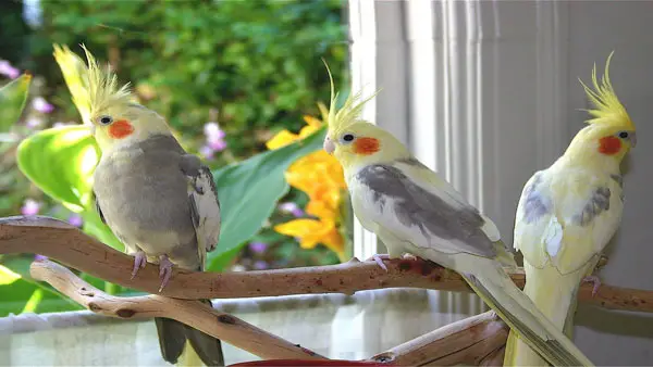 Male Vs Female Cockatiel