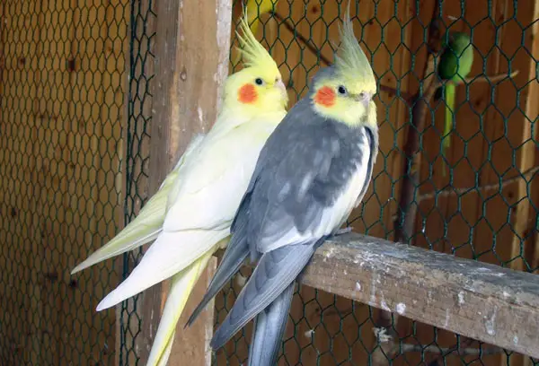 Male Vs Female Cockatiel