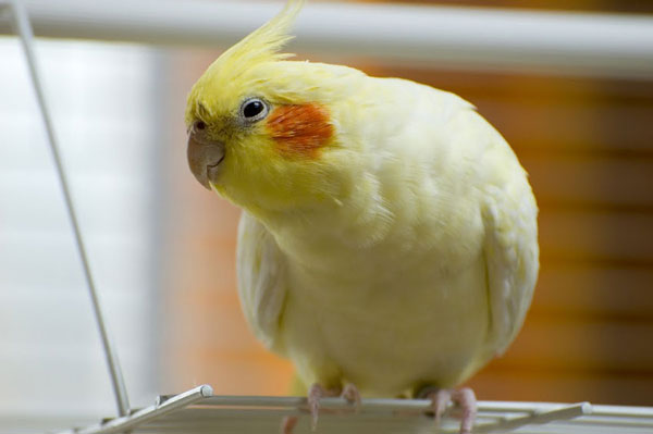 My Cockatiel Coughing