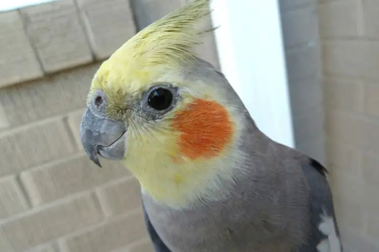 My Cockatiel Died Suddenly