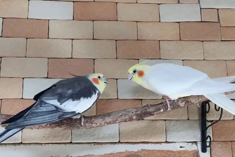 My Cockatiels Are Fighting