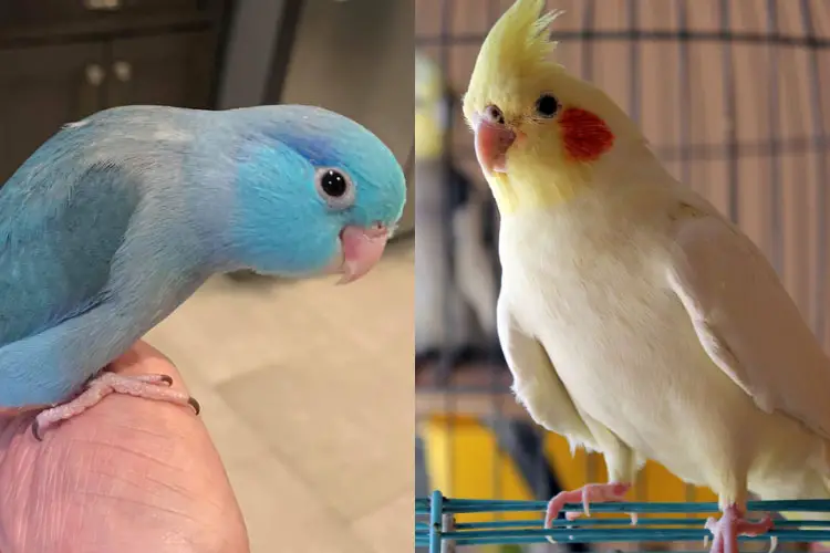 Parrotlet vs cockatiel