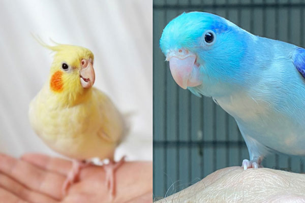 Parrotlets And Cockatiels