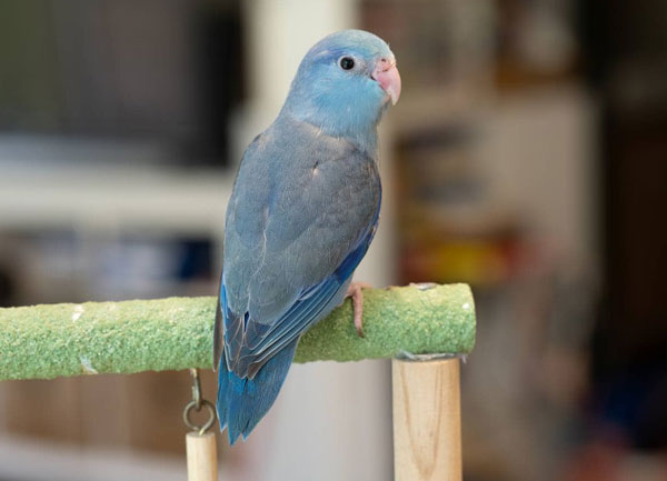 Parrotlet