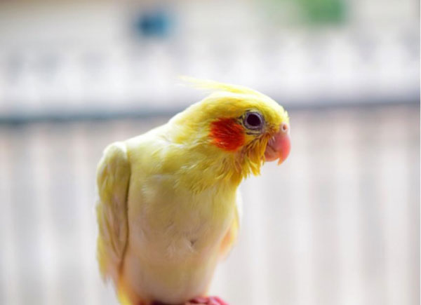 Physical Changes that Can indicate a Stressed Cockatiel