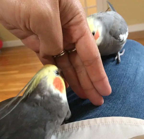 How To Prevent Cockatiels From Attacking Each Other