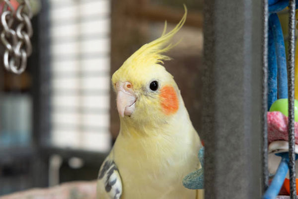 Prevent Issues Triggering Coughs in Your Cockatiel