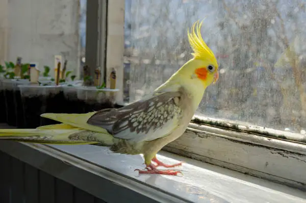 Prevent Issues Triggering Coughs in Your Cockatiel