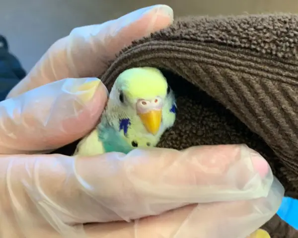 Prevention of Cockatiel and Budgie Cold