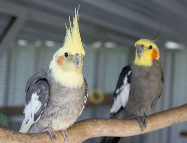Quick Fixes To Prevent Cockatiels From Eating Poop