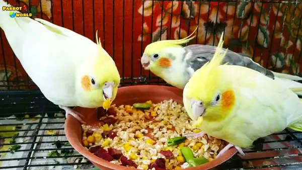 Reasons Why Cockatiels Attack Each Other 