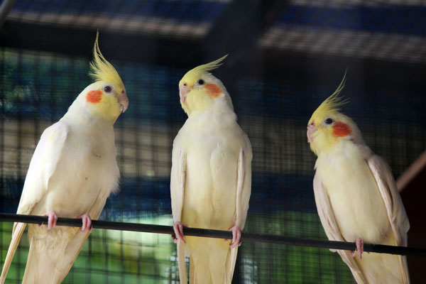 Sad Cockatiel