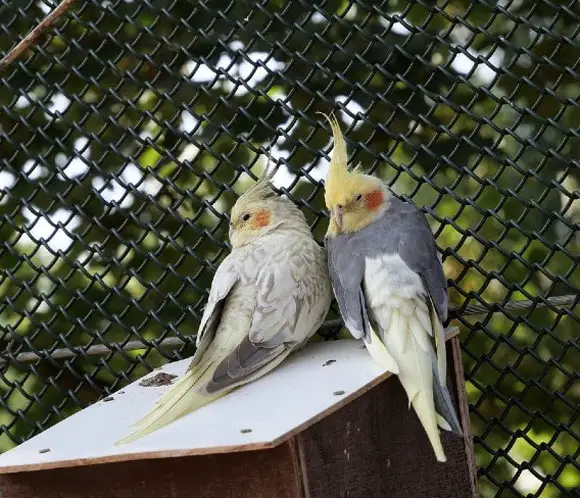 Should I Get A Female Or Male Cockatiel