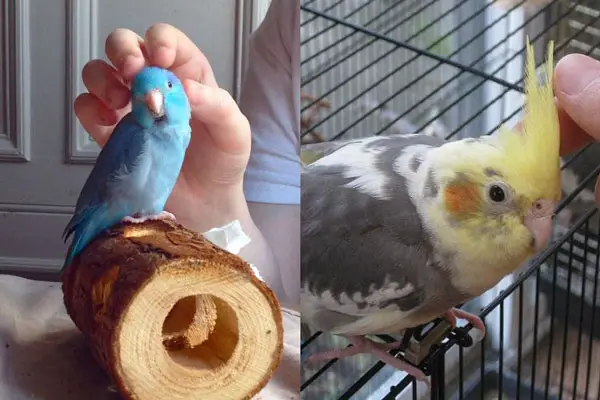 Should I Get a Parrotlet Or A Cockatiel