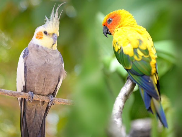 Should I Keep a Cockatiel or a Conure