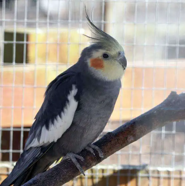 Sick Cockatiel Perform a physical examination