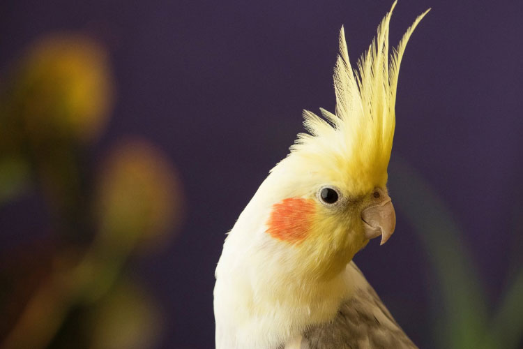 Sick Cockatiel Symptoms