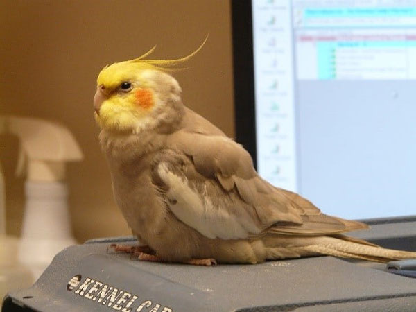 Sick Cockatiel