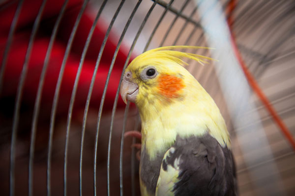 Signs that your cockatiel is scared of you