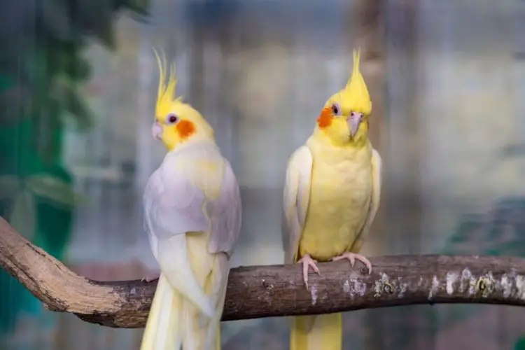 Stressed Cockatiel