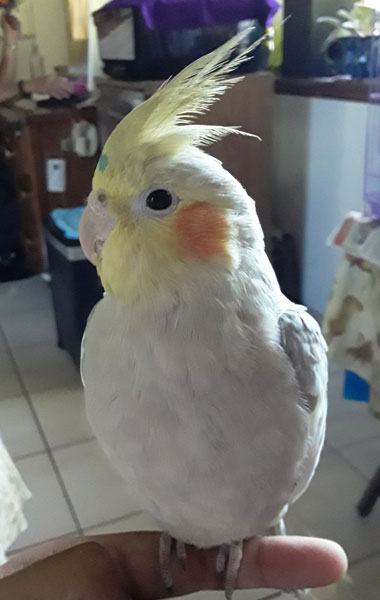 How to Take Care of an Old Cockatiel