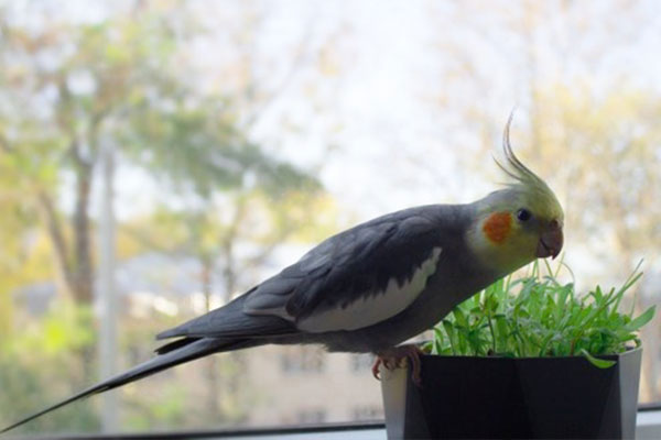 Transmission of Cold Between Human and Cockatiel-Budgie