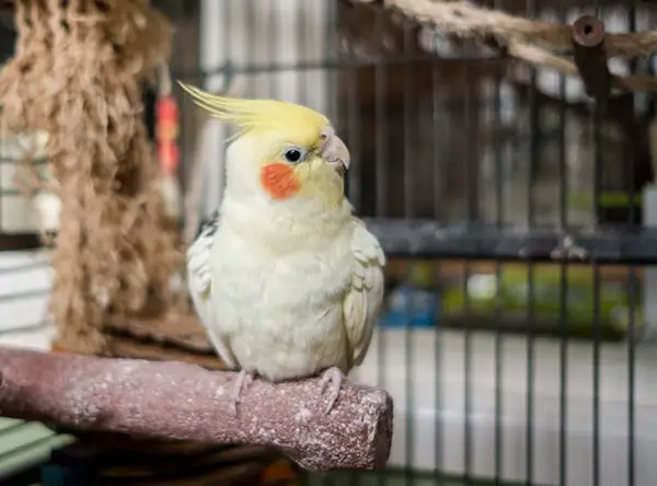 Ways To Reduce Stress In Your Cockatiel