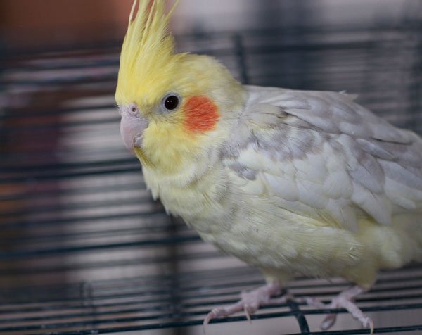 What Are Signs That My Cockatiel Has Issues With Their Feet